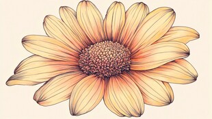 手绘向日葵花朵插画