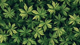 绿叶无缝图案背景纹理