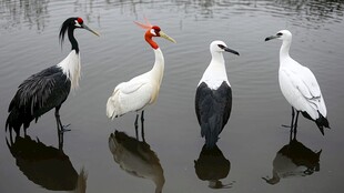 四只珍禽立于水边