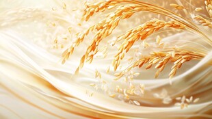 稻穗轻舞 谷物之美