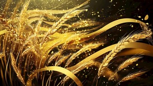 金色麦浪 闪耀丰收之光
