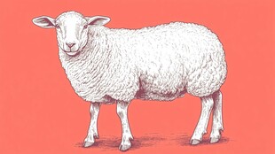 站立的绵羊插画