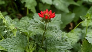 单朵艳红花朵绽放绿叶间