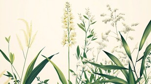 清新绿植花卉插画