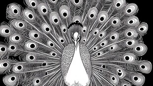 黑白孔雀开屏艺术图案