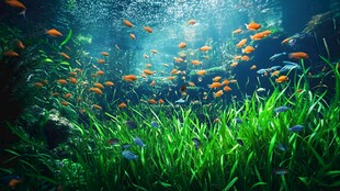 水下斑斓鱼群与水草景观