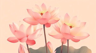 粉色盛开荷花插画图