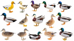 多种鸭子展示图