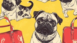 可爱巴哥犬与时尚红提包