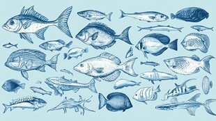 手绘多样鱼类集合图