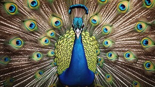 孔雀开屏展绚丽羽色