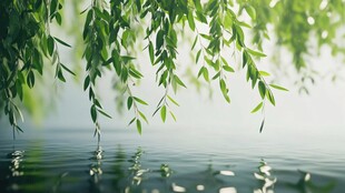 垂柳拂水 绿意盎然