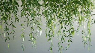 垂柳细枝低垂绿意盎然