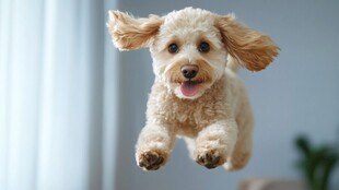 可爱小狗腾空欢快跳跃