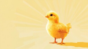 可爱小黄鸡 阳光背景下