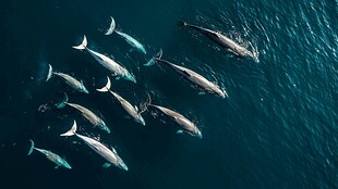 空中俯瞰海洋中的鲸鱼群