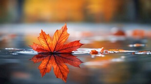 秋日独叶映水之静美