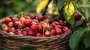 竹篮中的新鲜红樱桃