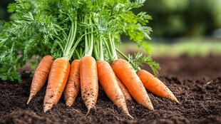 新鲜出土的胡萝卜