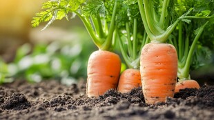 新鲜出土的胡萝卜