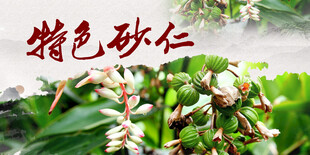 砂仁海报