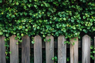 木栅栏上的翠绿爬藤植物
