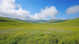 草原风光 蓝天白云绿地