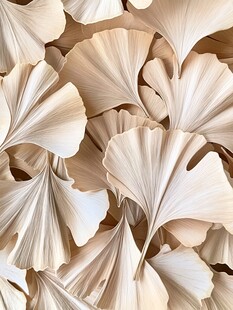 银杏叶特写 自然纹理之美