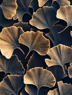 银杏叶特写 自然纹理之美