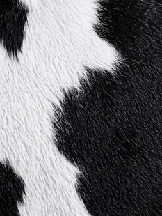奶牛花纹皮毛特写