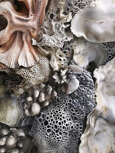 海洋生物骨骼与贝壳特写