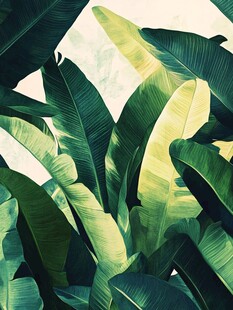 热带绿植叶片特写