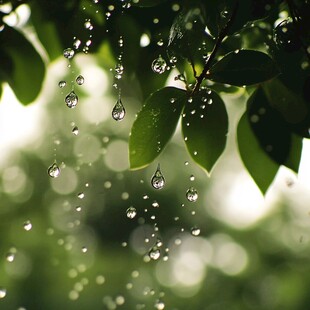 绿叶垂露 清新自然之景