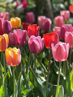 多彩郁金香绽放美丽花田