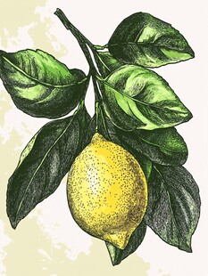 手绘柠檬枝叶插画