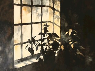 窗前植物的光影之美