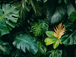 热带绿植繁茂景象