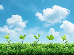 蓝天绿草间的新生幼苗