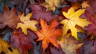 五彩斑斓的秋叶世界