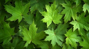 翠绿枫叶 尽显生机活力