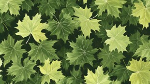 绿叶满屏 清新自然纹理