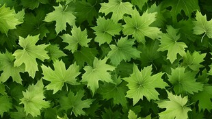 翠绿枫叶背景纹理图案