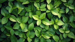 翠绿罗勒叶 清新植物纹理