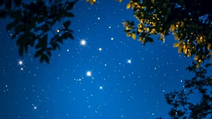 夜空繁星与枝叶的静谧景致