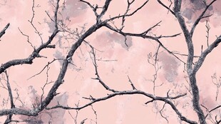 粉色背景下的枯树枝景