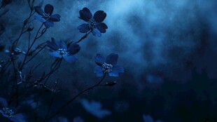 幽蓝梦幻小花绽放画面