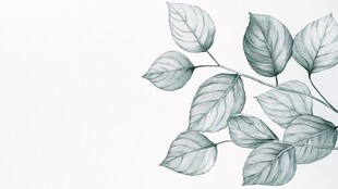 手绘清新叶片插画