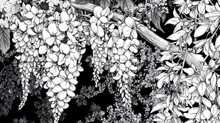 黑白紫藤花卉线描图