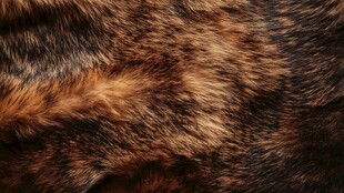 动物毛皮纹理特写