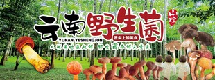 野生菌广告